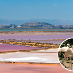 Saline Conti Vecchi - Cagliari - sómező és rózsaszín flamingók
