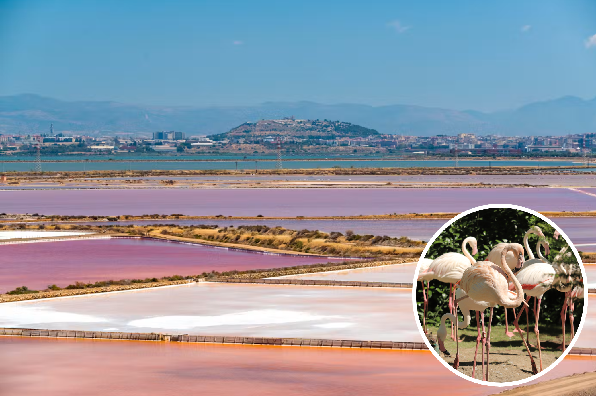 Saline Conti Vecchi - Cagliari - sómező és rózsaszín flamingók