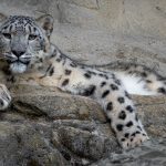 Ranua Zoo Kirándulás Rovaniemiből