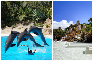 Tenerife - Loro Parque + Siam Park