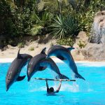 Tenerife - Loro Parque belépőjegy retúr transzferrel