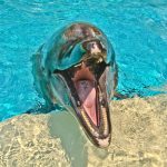 Mallorca - Marineland belépőjegy