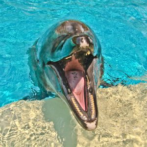 Mallorca - Marineland belépőjegy